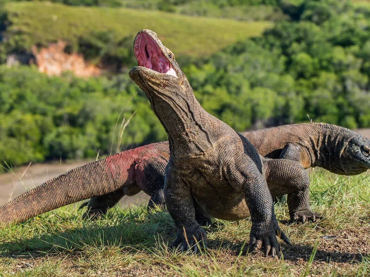 Another 4 for 4 What Animals Could I Dominate and Which Animals Would Dirt Nap&nbsp;Me